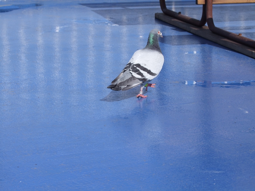 Pigeon voyageur nous accompagne jusqu’à Helsinki