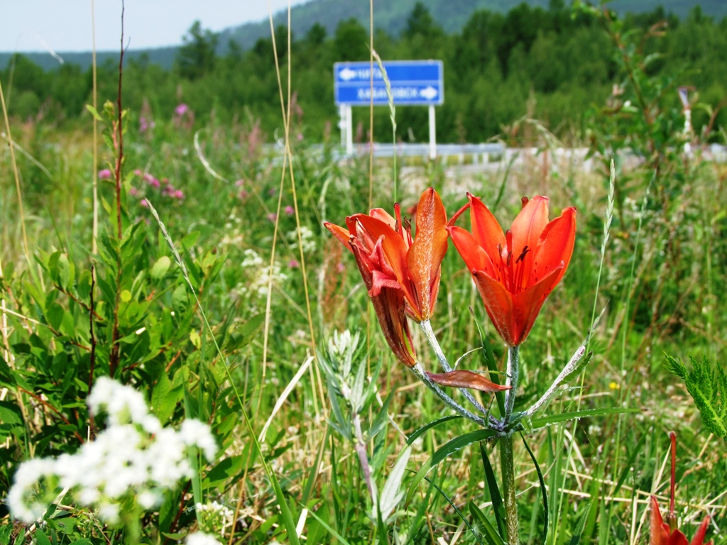 Au bord de la route est couvert de différentes jolies fleurs…