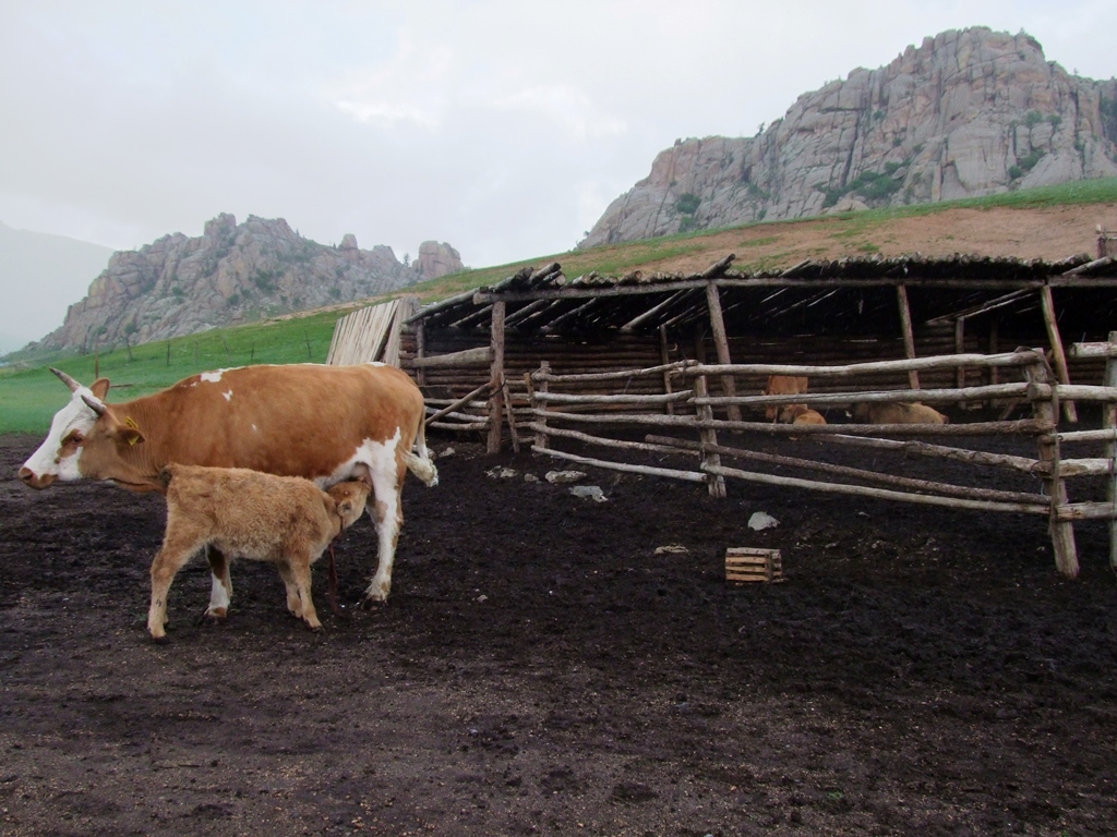 Dans la ferme des nomades.