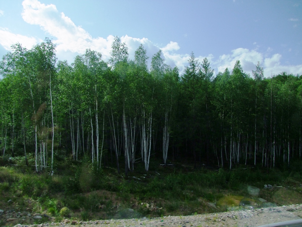 Le paysage change, le forêt de confères.